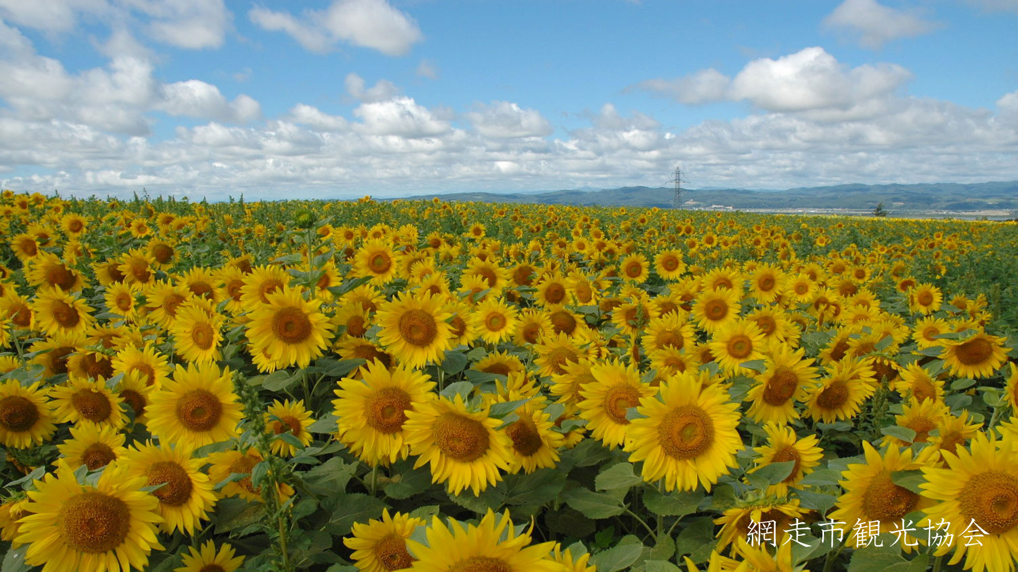 *［風景／夏］女満別のひまわり。見頃は、夏は７月下旬〜８月中旬、秋は９月下旬〜１０月上旬