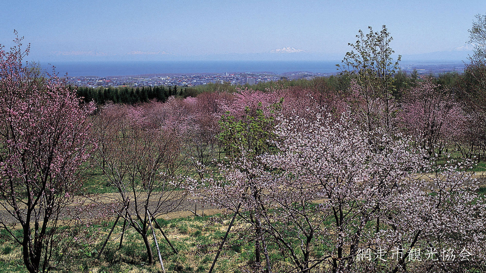 *［天群山・桜公園］当館より車で約10分。オホーツク海と桜のコラボレーション。例年見頃は5月中旬