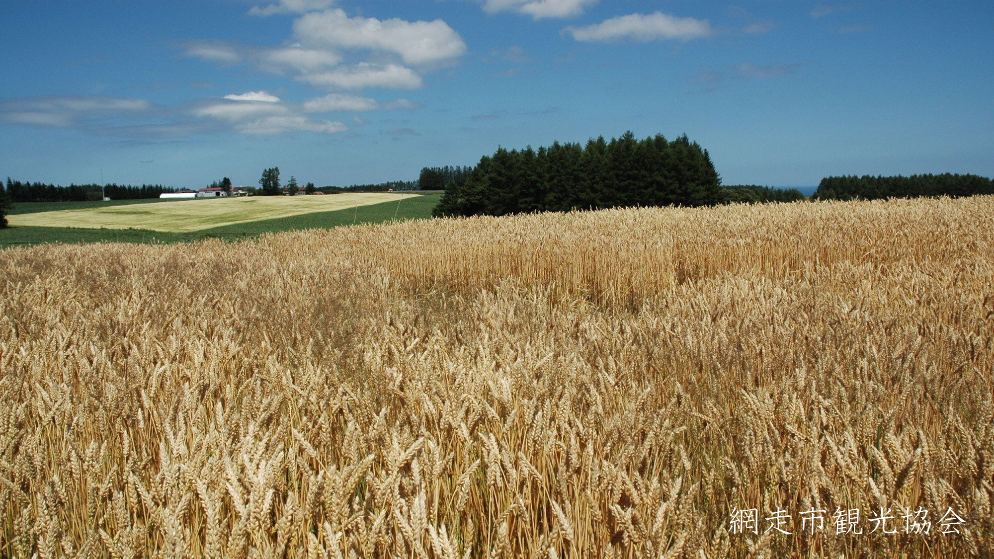 *［風景／夏］網走の小麦畑。綺麗に色づいた収穫前の小麦畑はまるで金色の絨毯（7月下旬頃）