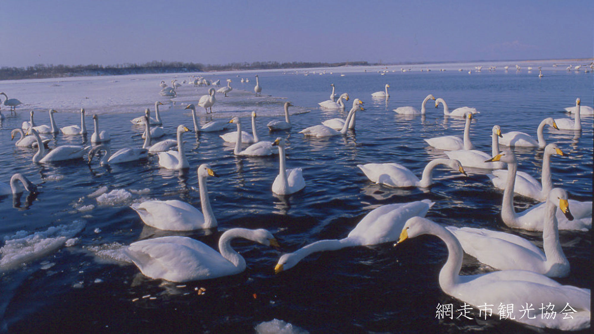 *［網走市北浜白鳥公園］当館より車で約25分。冬には白鳥をはじめ多くの野鳥が集まることで有名
