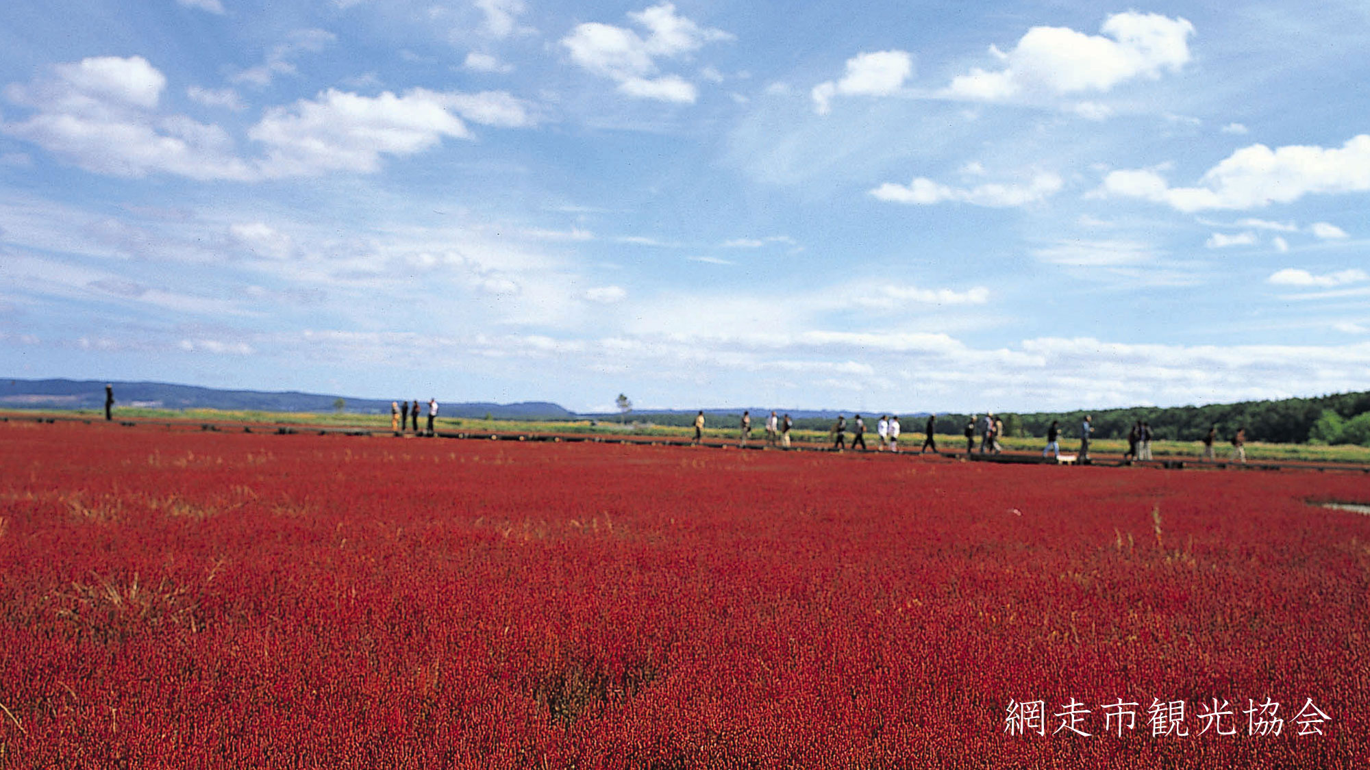 *［能取湖］当館より車で約17分。「真紅のカーペット」と呼ばれるサンゴ草の例年見頃は9月中旬～下旬