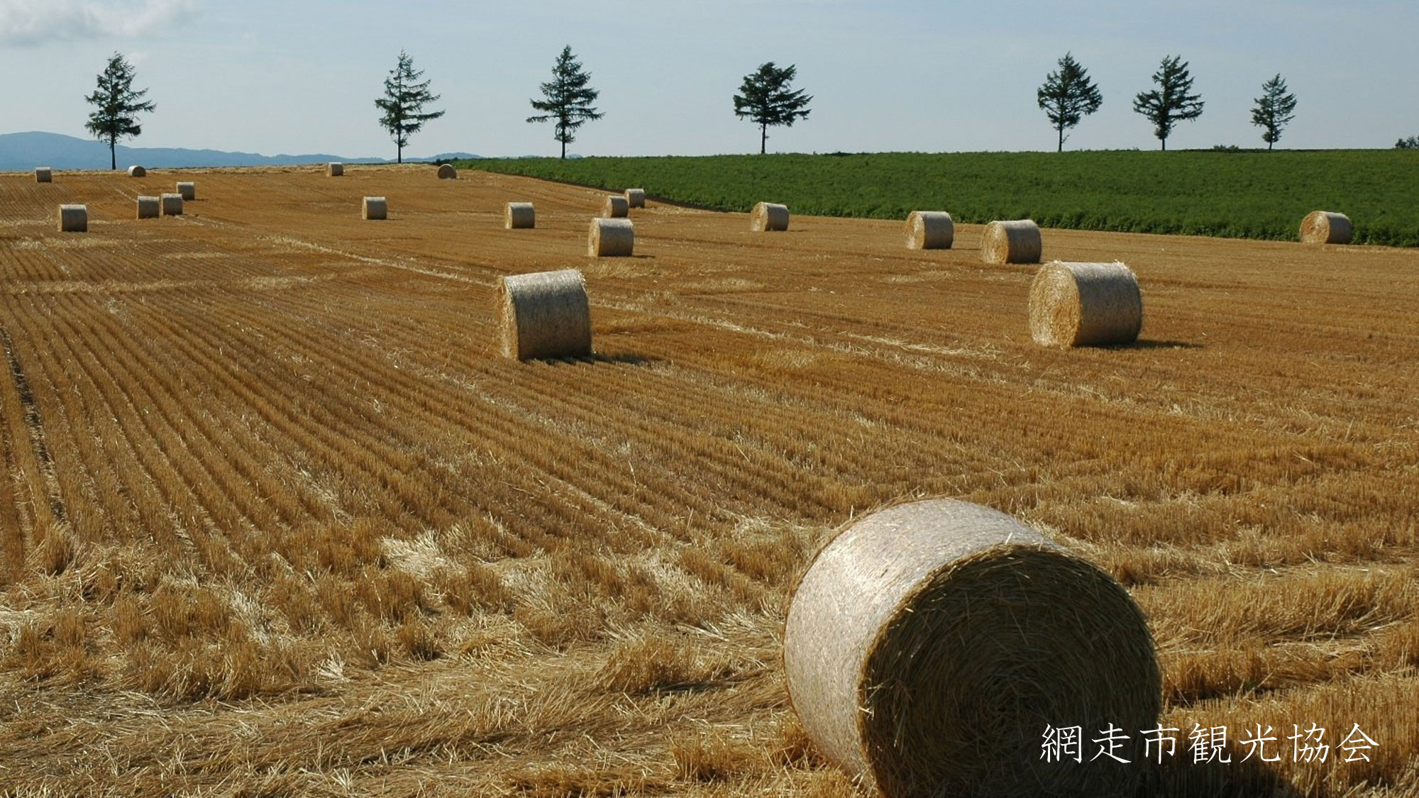 *［風景／夏］女満別の麦稈ロール。畑に転がる北海道ならではの風景をお楽しみいただけます（7月下旬頃）