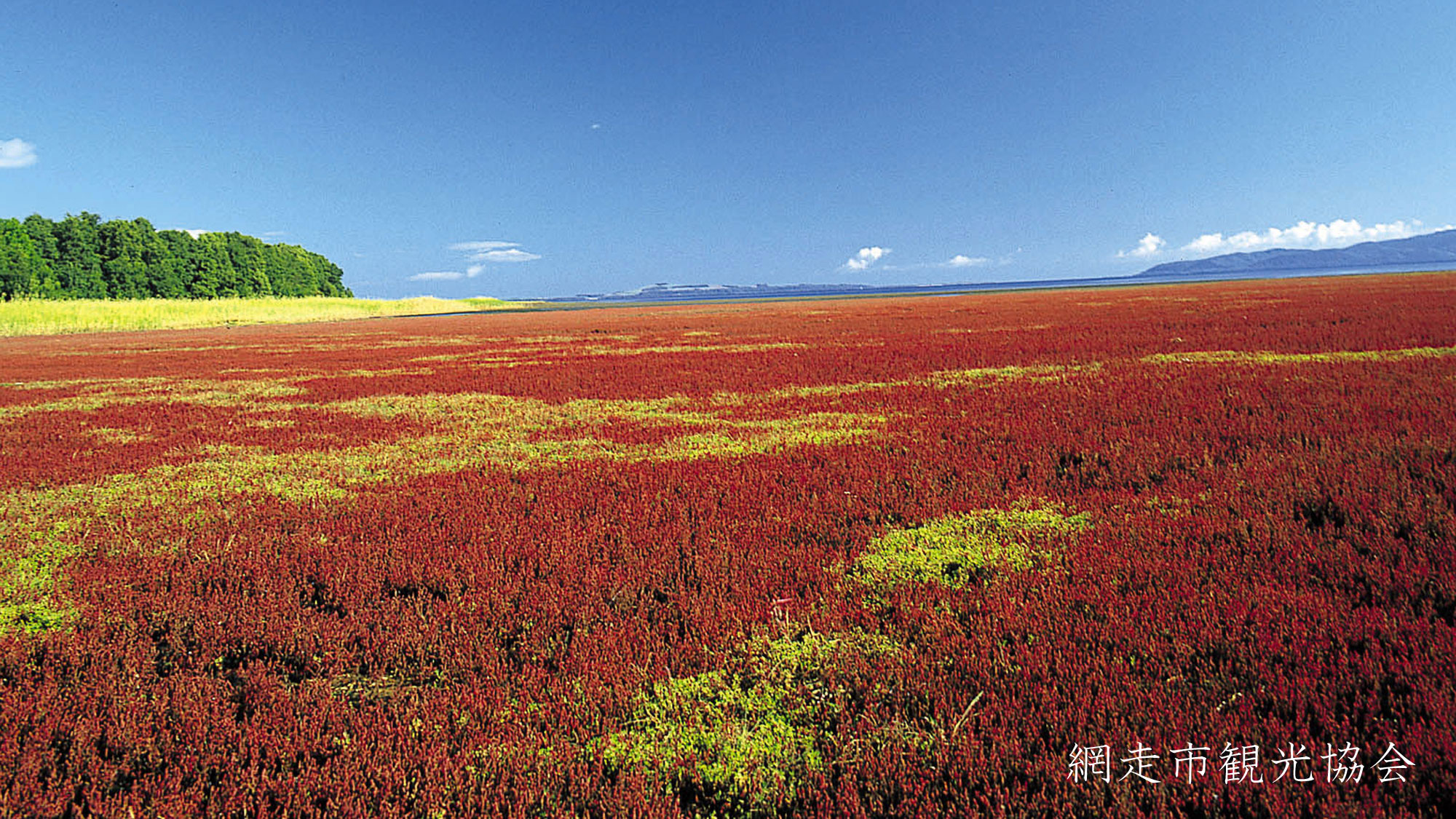 *［能取湖］当館より車で約17分。広大に広がる湿地帯が真っ赤に染まる秋。例年見頃は9月中旬～下旬