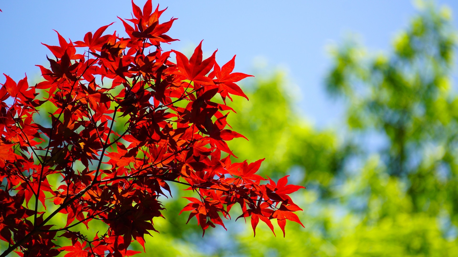 【出雲大社】鮮やかに染めるノムラモミジ。歴史ある出雲大社と調和する深紅の紅葉が、訪れる人を魅了。