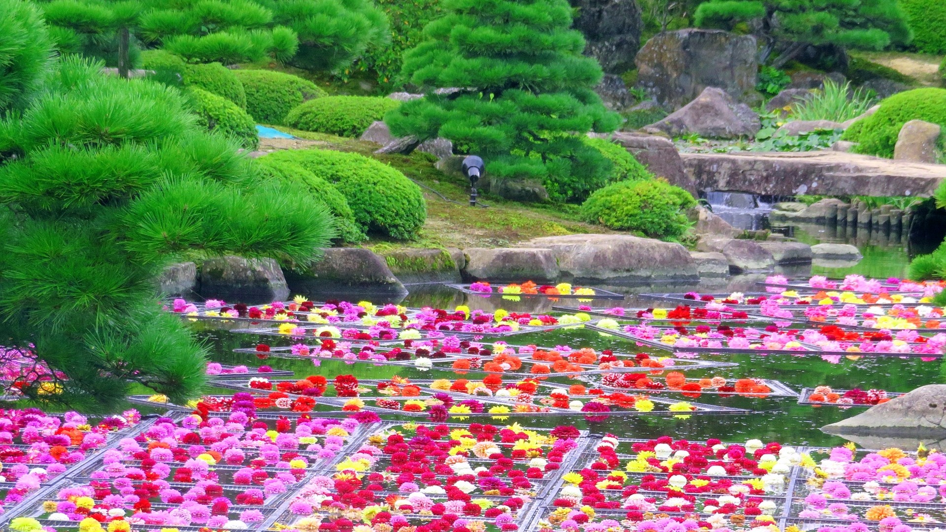 天竺牡丹が咲き誇る由志園。四季折々の花々に彩られる庭園で、鮮やかな大輪の花が秋を華やかに演出します。