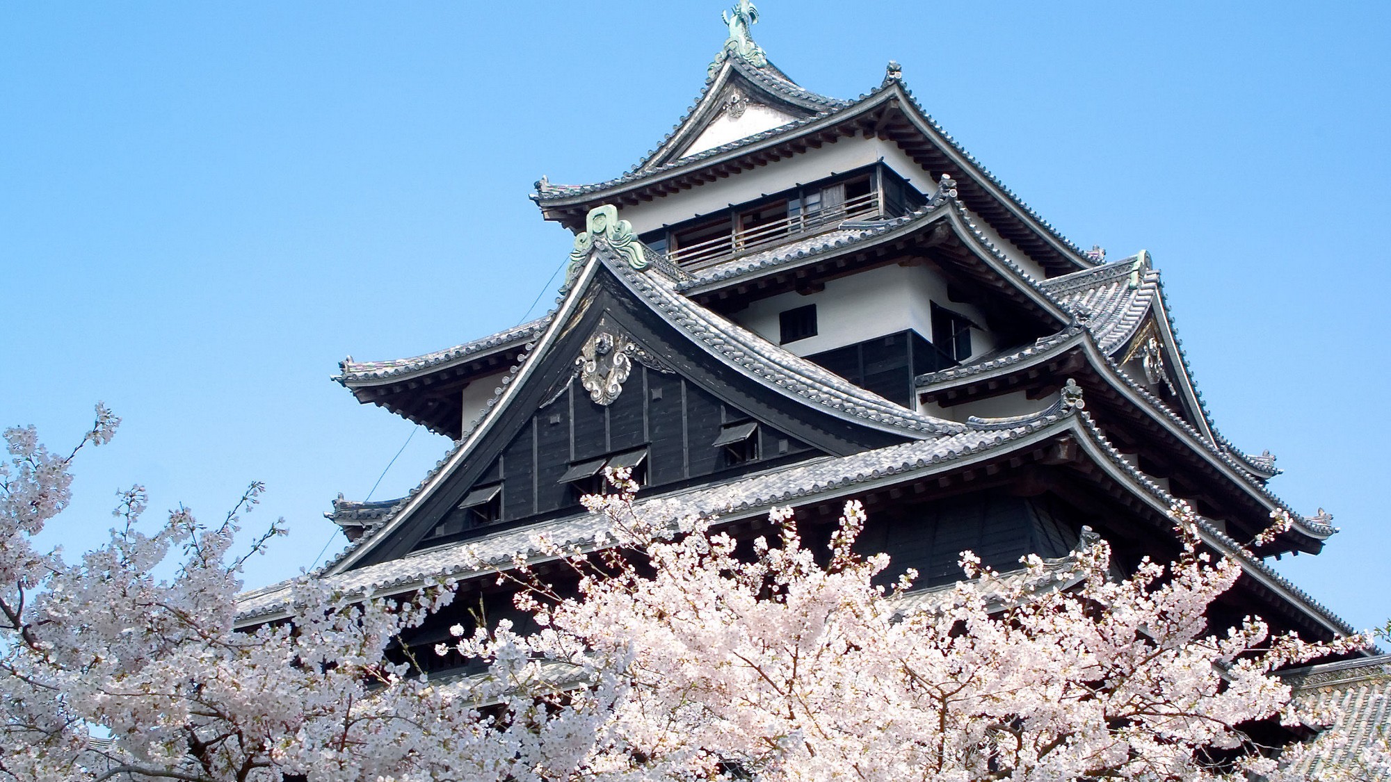 【松江城】日本さくら名所100選にも選ばれました。