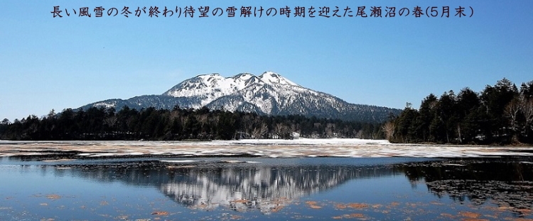 【清らかな尾瀬沼への山旅】お昼のお弁当持参で美しく可憐な花々に彩られる大自然の尾瀬沼を思い出の旅に