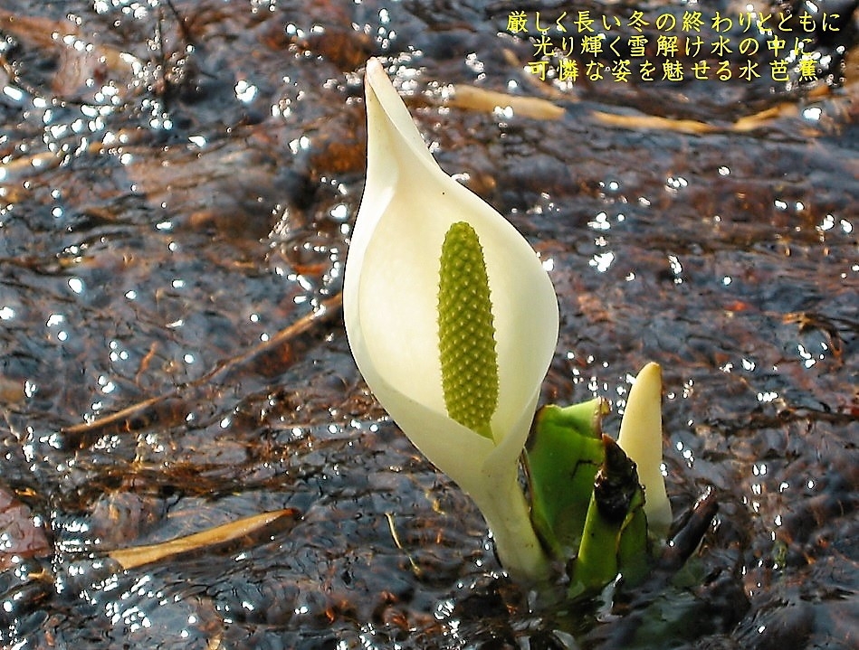 【四季折々の大自然の景観が美しい桧枝岐村・尾瀬国立公園　山旅の感動と癒しを求めて】　1泊朝食付プラン