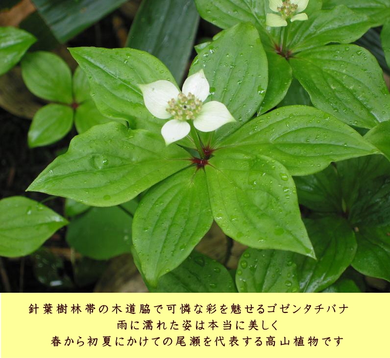 【幻想的な景観と美しく可憐な花々を求めて】朝食お弁当にて夜明けの自然美へ・お昼のお弁当も必要な方に　