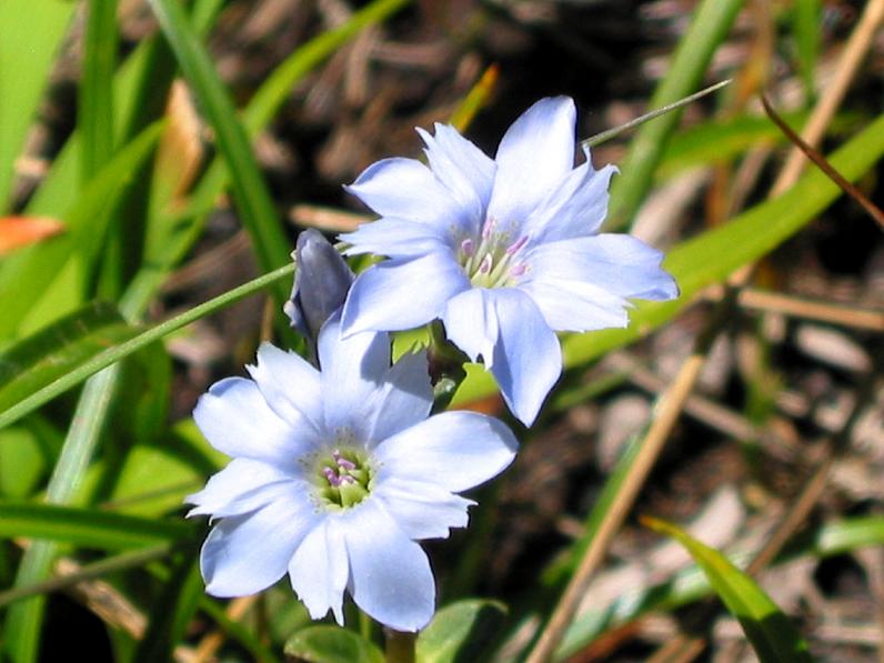 尾瀬国立公園の春を美しく彩るタテヤマリンドウ