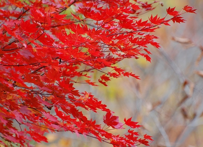 光り輝く自然美・尾瀬国立公園の紅葉(９月中旬～１０月中旬）