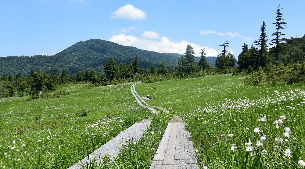 夏の裏燧林道・上田代湿原