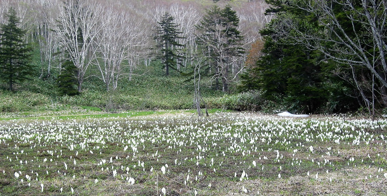 美しく可憐な水芭蕉の群生広がる春の尾瀬沼（５月末～６月中旬）