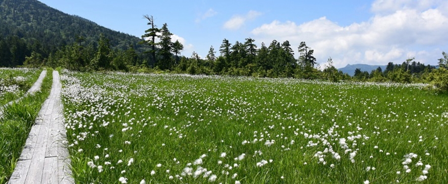 美しい花々咲き広がる湿原の宝庫。尾瀬・裏燧林道の夏。