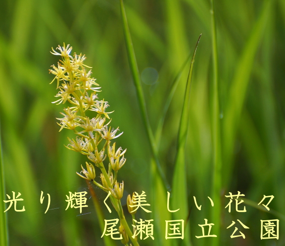 光り輝く可憐で美しい花々・尾瀬国立公園