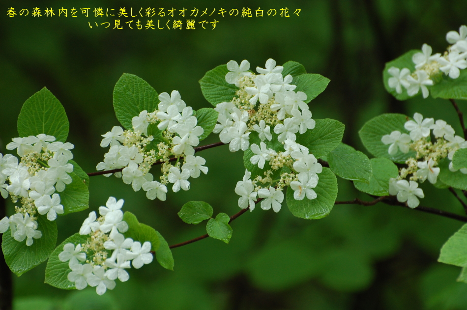 春の新緑の中でひときわ美しく可憐な姿を魅せるオオカメノキ