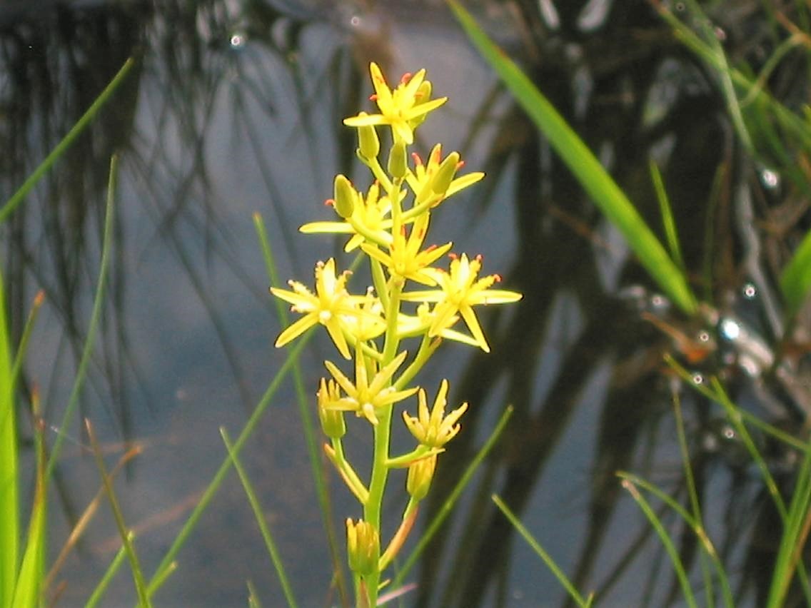 尾瀬の夏を可憐に彩るキンコウカ