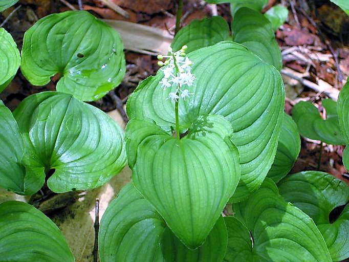 春の木道脇を可憐に彩る舞鶴草