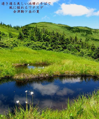 美しい池塘のそばに見るワタスゲ・会津駒ケ岳の夏。