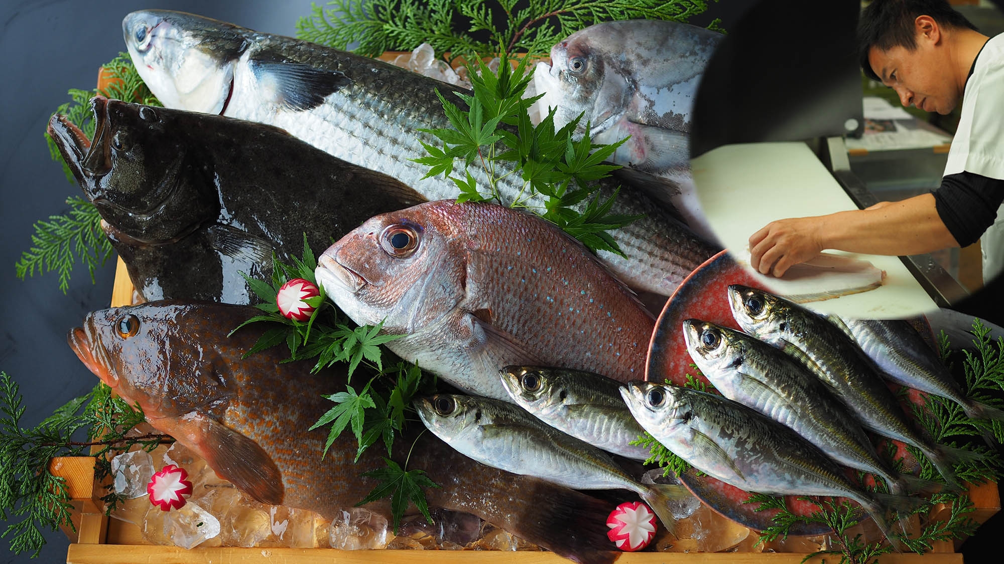 【地魚プレミアム】瀬戸内の恵みに舌鼓！旬魚を豪華に『活造り会席』