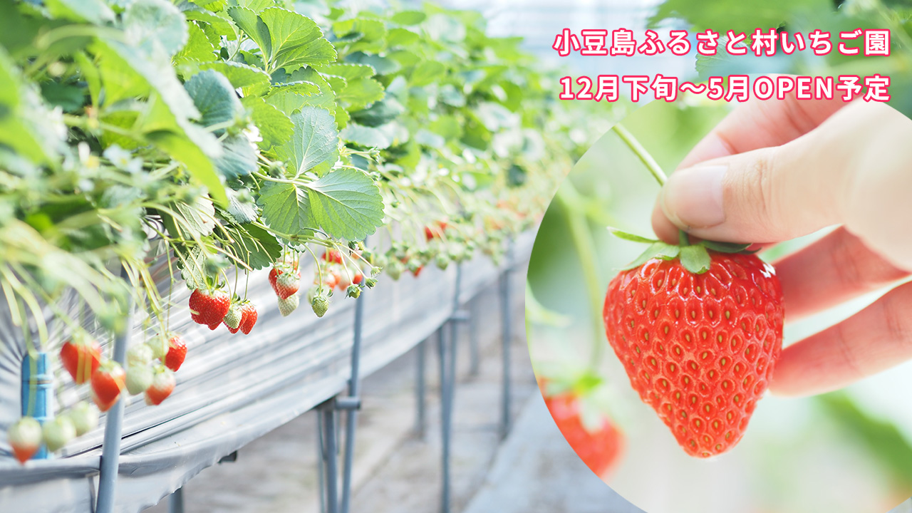 小豆島ふるさと村いちご園