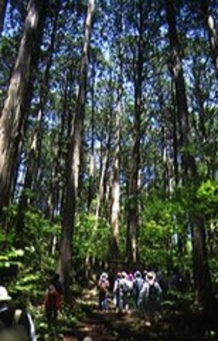 赤沢自然休養林