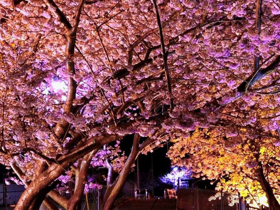 河津桜　夜桜　ライトアップ