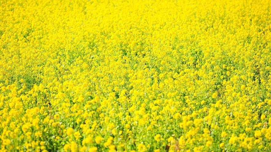 南房総『菜の花』