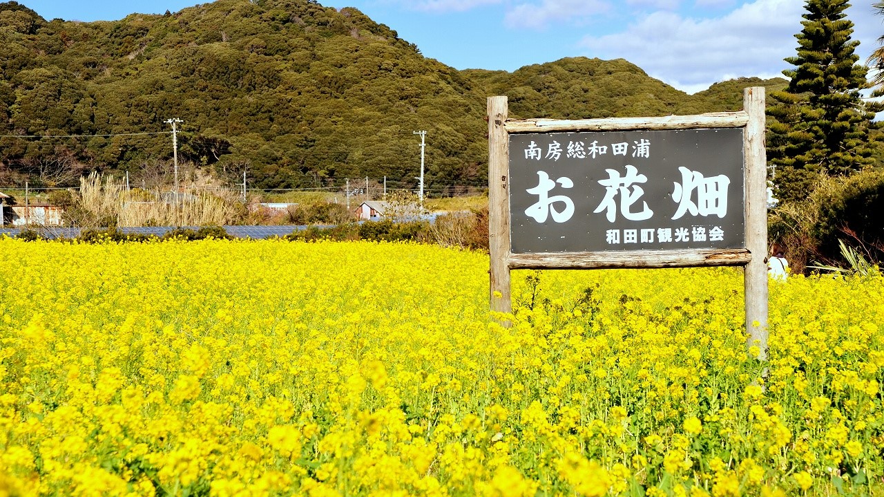 南房総『菜の花畑』