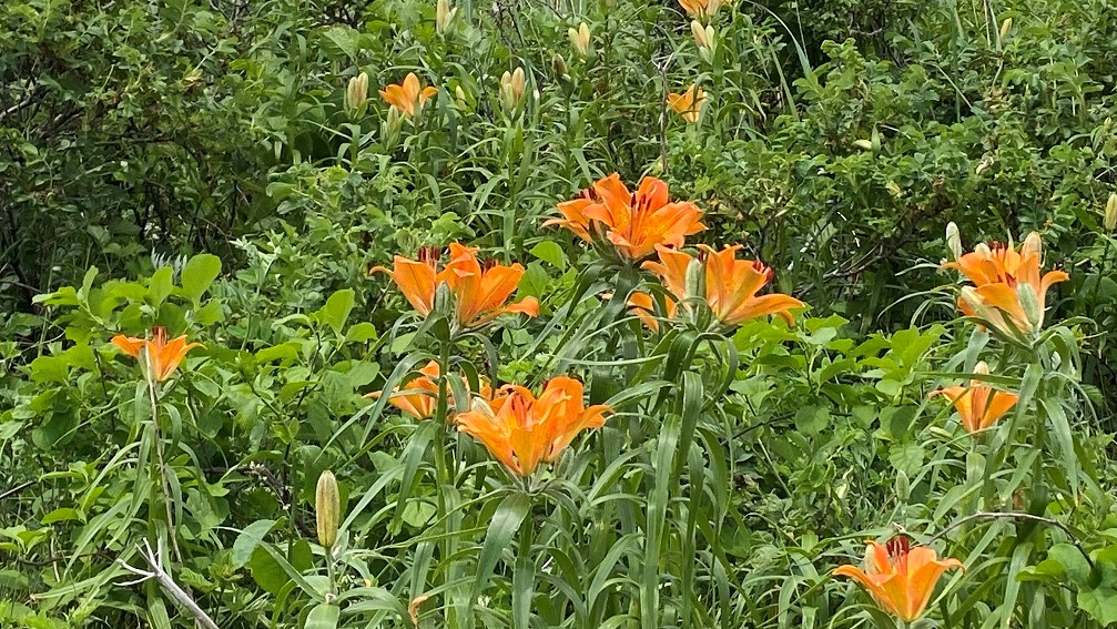 原生花園のエゾスカシユリ