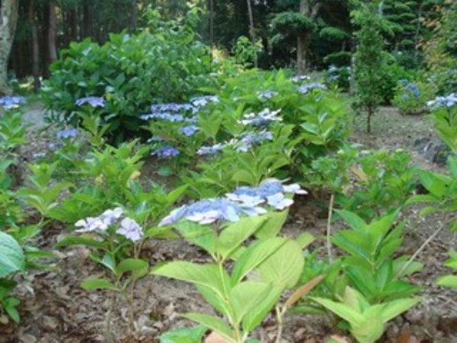 鏡忍寺の紫陽花（見頃7月）