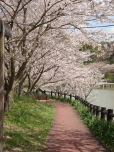 佐久間ダムの桜