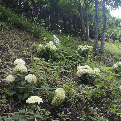 山側法面アジサイ