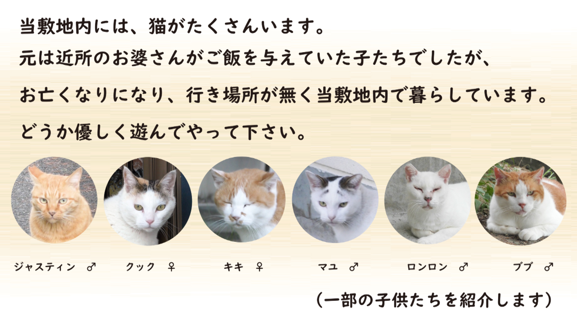 猫の紹介です