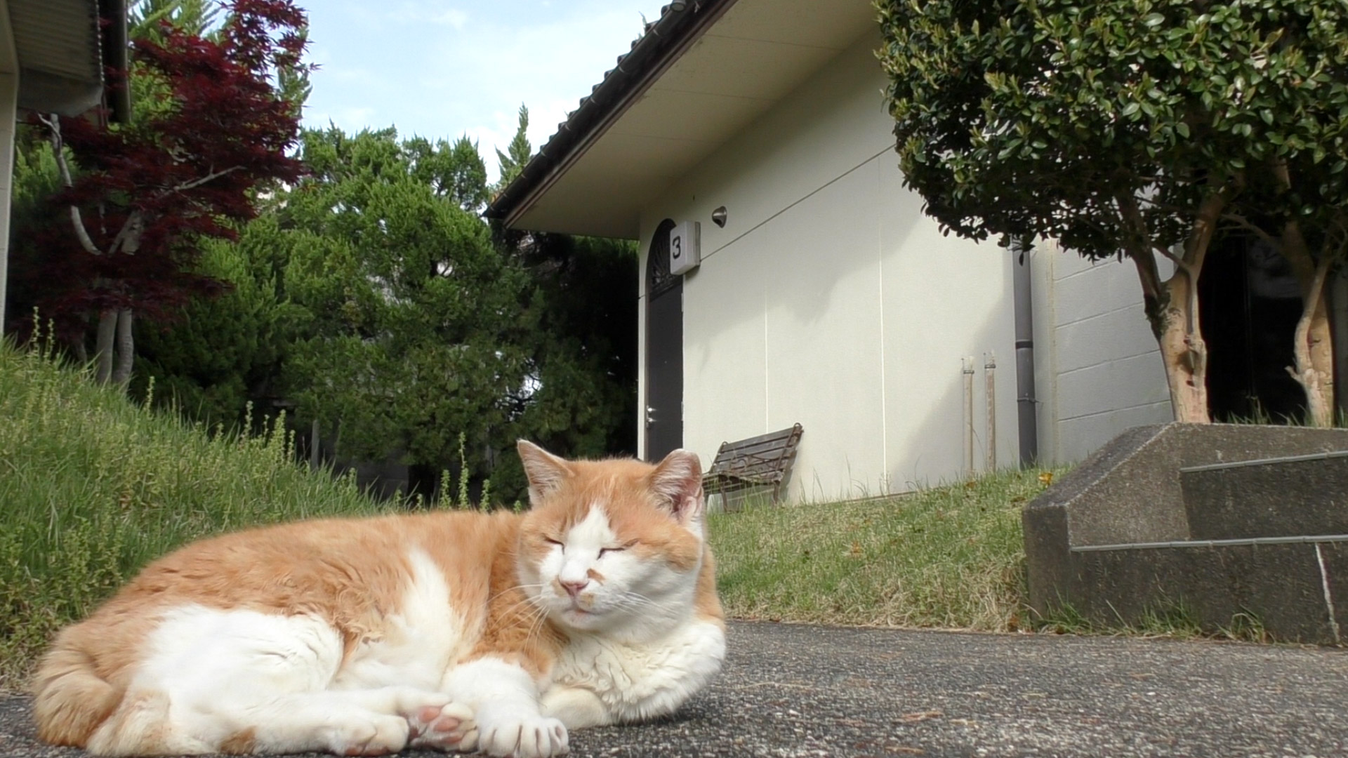 誰でも優しく受入れるおばちゃん猫のキキです。のんびりしていて話しかけたら返事はすけが自分から行動しない、ちょぴり怠け猫。