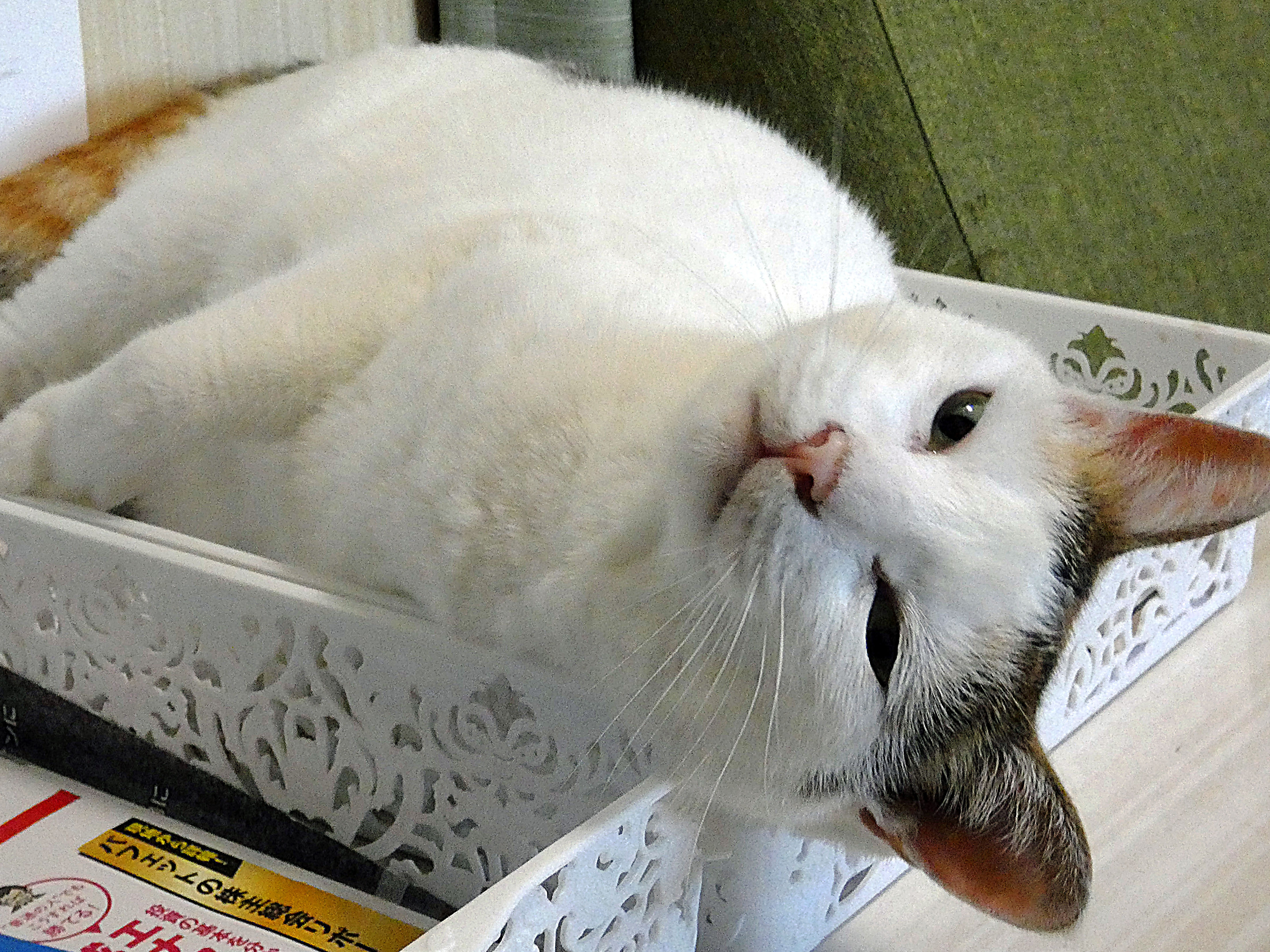 名前 はクックです。