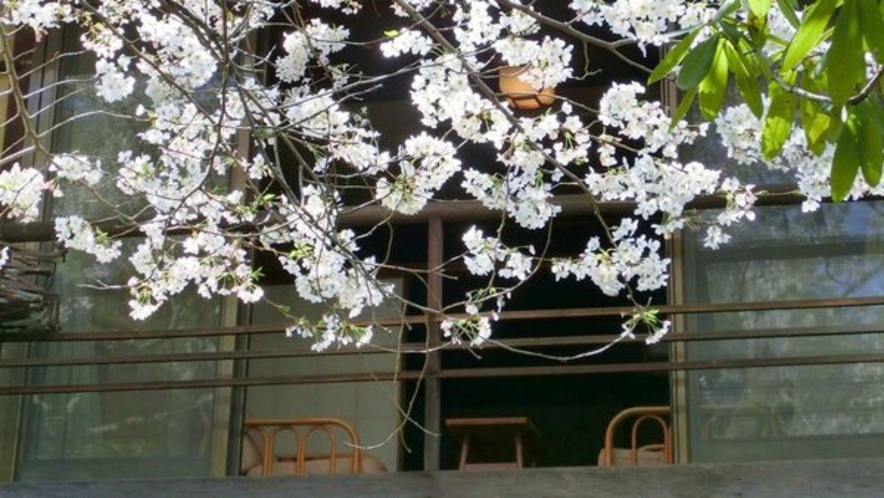 竹生庵の一室の窓辺から触れるほど間近に迫る満開の桜