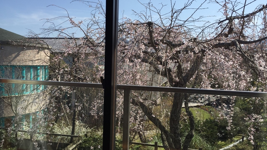 上級和室　枝垂れ桜