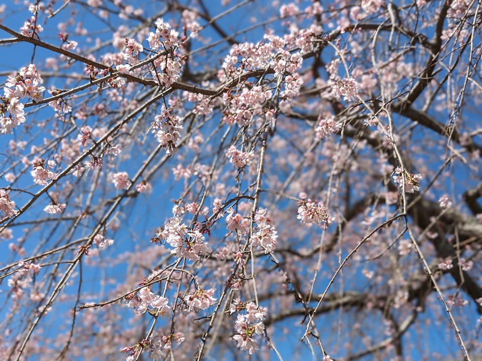 【枝垂れ桜】240327