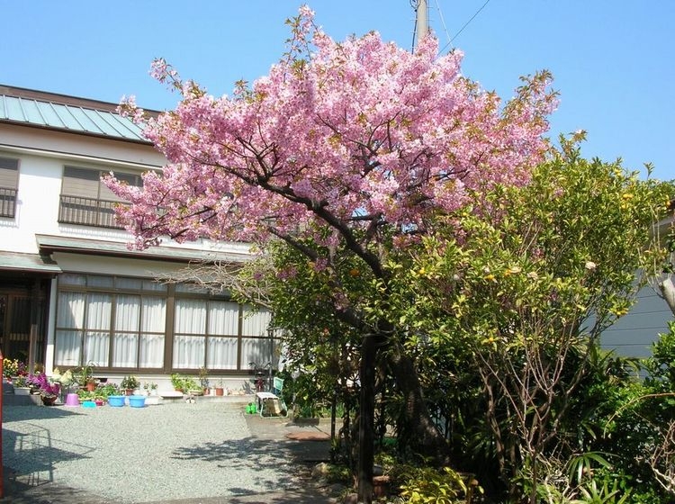 素泊まりプラン、天然温泉にてごゆっくり