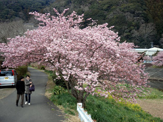 みなみの桜（河津桜）
