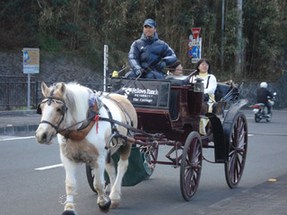 みなみの桜（河津桜）花見馬車