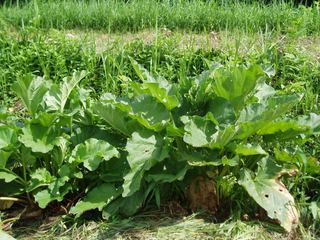 ルバーブ　ジャムになります