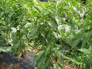 マンガンジ唐辛子