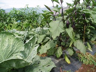 キャベツに茄子にマンガンジ唐辛子賑やかです