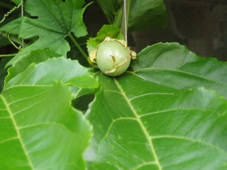 緑のカーテンのパッションフルーツ