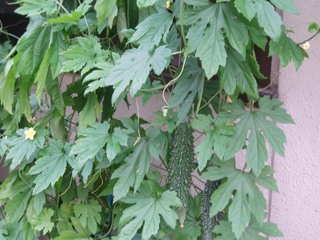 当館緑のカーテンのゴーヤや