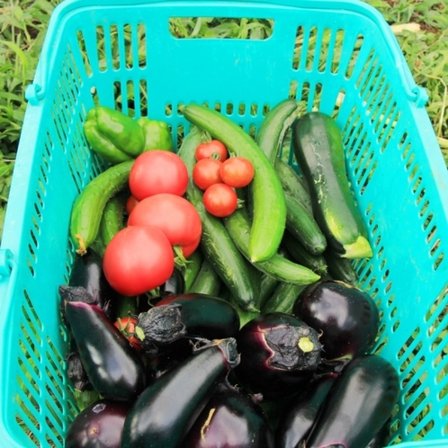 家庭菜園で収穫できた夏野菜のイメージです