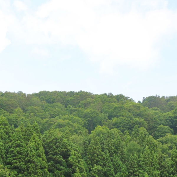 周辺の景観になります