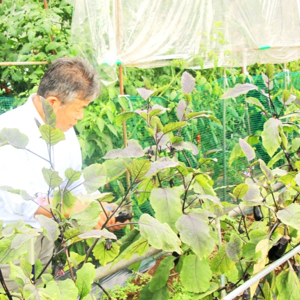 家庭菜園でのなす収穫の様子です